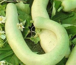 15 Seeds Cucuzzi Squash Italian Veggie Gourds Edible Calabash Suzza Melo... - £17.36 GBP