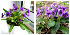 100PCS Seeds Viola Philippica Chinese Violet Flower - £24.95 GBP