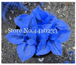 100 PcsBag Hosta Plants Perennials Jardin Lily Flower Shade Hosta Flower... - $6.99