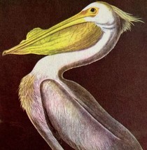 White Pelican Bird Lithograph 1950 Audubon Antique Art Print DWP6D - £23.59 GBP