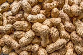 15 &#39; Jumbo &#39; Virginia Peanut Arachis Hypogaea Perennial Nut Plant Bulk S... - $220.55 MXN