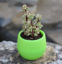 Mini Round Plastic Plants for Garden Home Office Decoration - £1.75 GBP