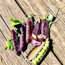 King Tut Purple Pea Seeds Gardening Usa Shipping - $7.14