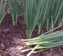 200 Seeds Green Onion Tokyo Long White Bunching Onion Scallion Shallot - £7.63 GBP
