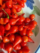 Rafhstore 30 Red Biquinho Pepper Seeds Brazilian Heirloom Us Seeds - $9.21