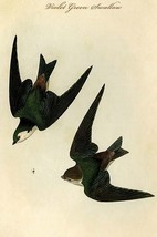 Violet Green Swallow by John James Audubon - Art Print - £17.42 GBP+