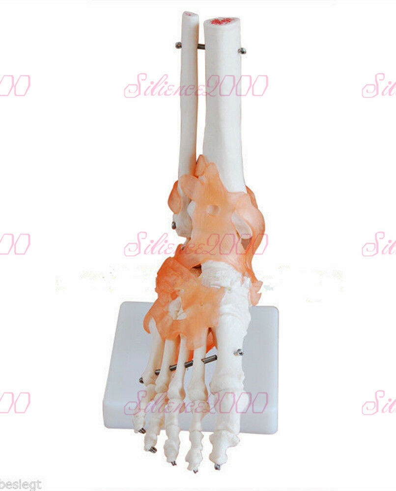 1:1 Foot Joint with ligament Anatomical Skeleton Model Human Medical Ana... - $29.80