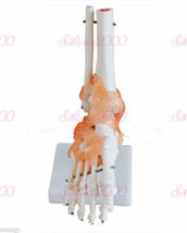1:1 Foot Joint with ligament Anatomical Skeleton Model Human Medical Ana... - £23.43 GBP