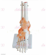 1:1 Foot Joint with ligament Anatomical Skeleton Model Human Medical Ana... - €26,03 EUR