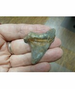 (sp200-30) real 2" Fossil Shark Tooth teeth MEGALODON partial fragment s... - €14,59 EUR (sp200-30) real 2" Fossil Shark Tooth teeth MEGALODON partial fragment s... - €14,59 EUR