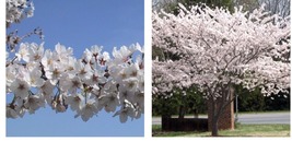 2.5&quot; pot 2 Yoshino Flowering Cherry Tree Garden &amp; Outdoor Living  - $54.99