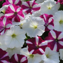 25 Pc Seeds Wave Starfish Mix Pelleted Petunia Flower Seeds for Planting | RK - £23.25 GBP