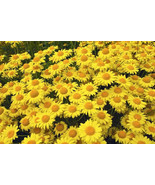 VC 200 Golden Margerite (Anthemis Tinctoria) Daisy Seeds Easy Grow - $14.57