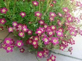 50 Seeds Purple Robe Saxifraga Saxifraga Arendsii Moss Rockfoil Evergreen Flower - £13.43 GBP