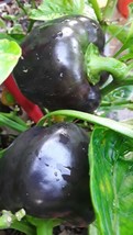 50 Purple Beauty Bell Pepper Seeds Sweet Non-Gmo Heirloom Gardening USA SHIPPING - £6.94 GBP