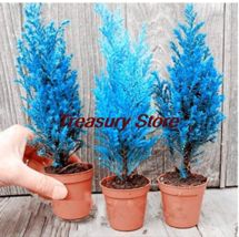 50 Pcs Italian Blue Cypress Tree Indoor Outdoor Desk - £7.84 GBP