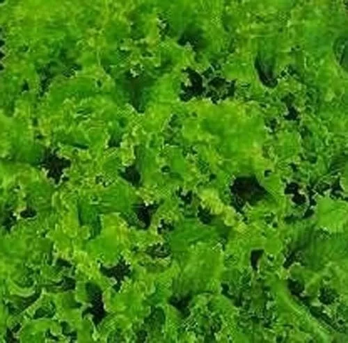 Fresh Seeds Lettuce Green Grand Rapids Vegetable 3000 Seeds - £9.11 GBP