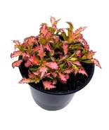 Pink Crinkle Frankie Fittonia Albivenis Nerve Plant, 4 inch, Silver Net ... - £14.73 GBP
