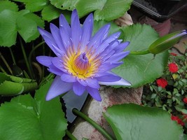 KKG Nymphaea Nouchali 15 Seeds Fragrant Blue Water Lily Aquatic Star Lot... - $8.89