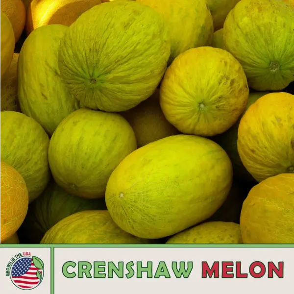 25 Crenshaw Melon Seeds Heirloom Non-Gmo Genuine Usa Garden - £5.19 GBP