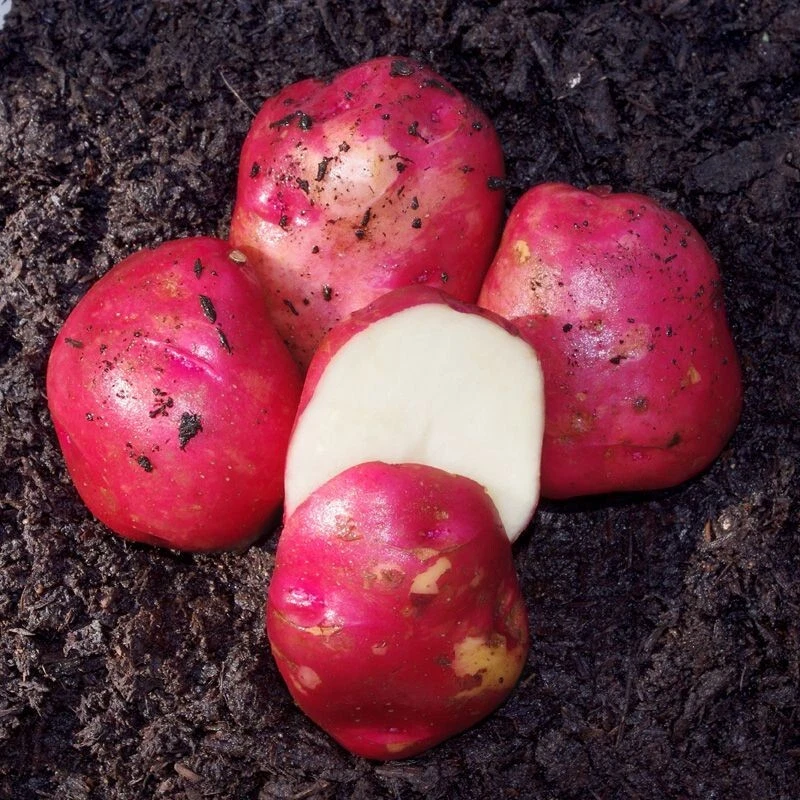 Simply Seed™ - 5 LBS - Red Norland Potato Seed - Non GMO - Naturally Gro... - $35.99