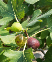 Chicago Hardy Fig Tree Ficus carica Live Plant  Gardening - £41.91 GBP