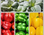 Three Color Bell Pepper Seed Kit Sweet Pepper ers Fresh Gardening - $21.86