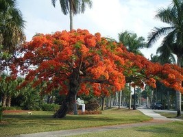 SDC Delonix Regia Canopy Tree 25 Seeds Garden Red Royal Flowering Poinci... - $16.20