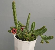 Huernia macrocarpa Cactus Live Plant Flower Home Garden Easy Grow - £30.77 GBP