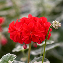 Geranium Wilhelm Langguth Seeds Attractive White Edged Foliage And Bright Red Pe - £5.48 GBP