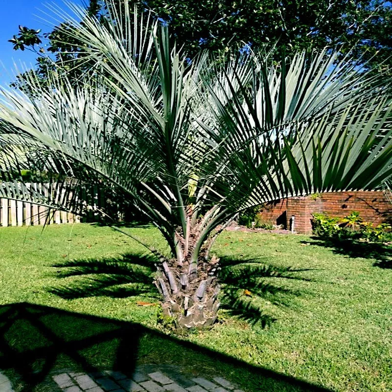 10 Jelly Pindo Palm Tree Seeds Butia capitata) Cold Hardy Tropical Fruit Plant - $14.96