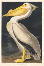 12092.Poster print or canvas wall decor design.Audubon birds.American Pelican - £12.65 GBP+