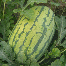 25Pcs Watermelon Seeds Organic Fruit Watermelonwatermelon Seeds Giant Sweet Gree - $6.90