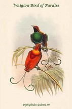 Diphyllodes Gulemi III - Waigiou Bird of Pardise by John Gould - Art Print - £17.51 GBP+