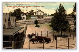 Buffalo Range Zoological Gardens Cincinnati Ohio OH DB Postcard V19 - £2.84 GBP