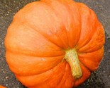 Big Max Pumpkin Seeds 10 Vegetable Garden Avg Weight 50-100 Lbs Fast Shi... - $8.99