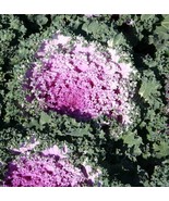Ornamental Kale Seeds Nagoya Rose 50 Flowering Kale Seeds Fast Grow - $18.60 CAD