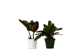 Calathea Variety Pack (2 Plants, 4 Pots, Easy Care) - $1,215.77 MXN