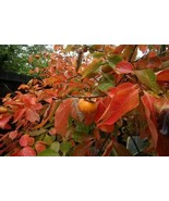 American Persimmon tree qt. pot (Diospyros virginiana American) Plant - $41.99