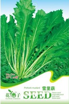 New Fresh Green Potherb Mustard Organic Chinese Sauerkraut Vegetable Seeds Pack  - $5.73