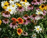 All Perennial Flower Seed Mix 200 Coneflower Daisy Wildflower Fast Shipping - £7.16 GBP