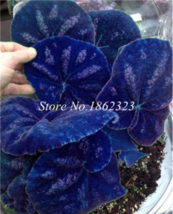 200 Seeds Coleus Blumei Plant Flower Bonsai Potted Begonia Plants For Ba... - $7.35