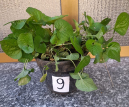 pianta piante piantine viola mammola odorata fiori radicata in vaso nume... - $11.71