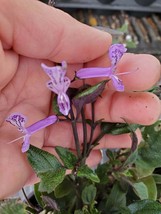MONA LAVENDER Perennial Live Plant Long Lasting Purple Spike Flower 3 to... - $38.50
