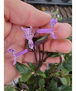 MONA LAVENDER Perennial Live Plant Long Lasting Purple Spike Flower 3 to... - $38.50