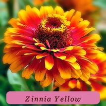 7561 zinnia yellow pop thumb200