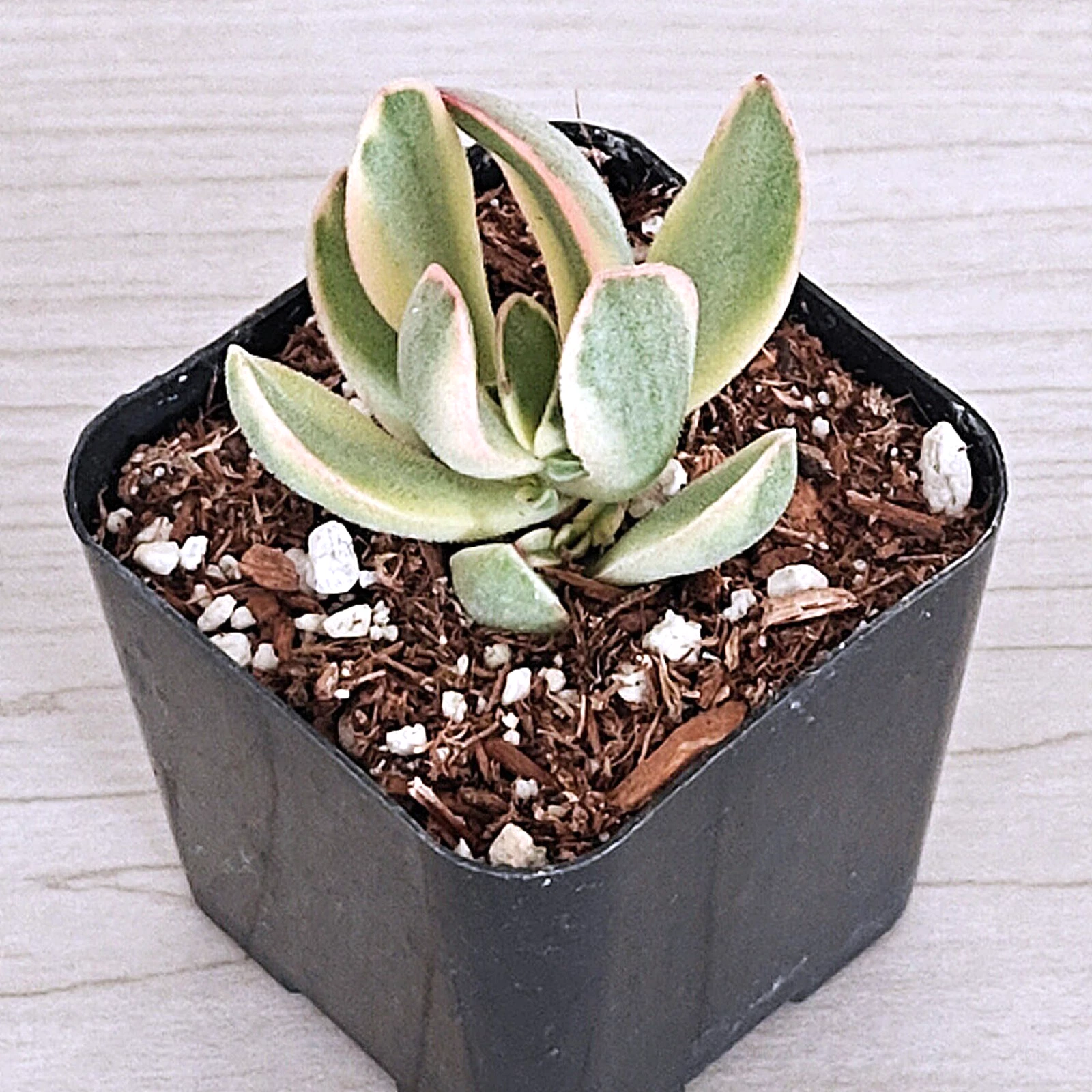 Succulent Plant - Crassula - Money Maker Variegated - Live Plants In 2&quot; Pot - $15.50