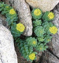 25 Roseroot Stonecrop Golden Rose Root Sedum Rhodiola Rosea Yellow Flowe... - $22.46 CAD