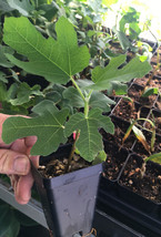 Black Mission Fig – Ficus Carica - Live Plant - $16.90