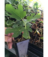 Black Mission Fig – Ficus Carica - Live Plant - $16.90